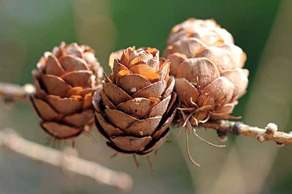 Modrzew syberyjski, modrzew rosyjski (Larix russica)