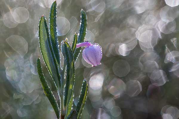 Modrzewnica zwyczajna (Andromeda polifolia)