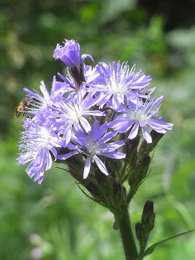 Modrzyk alpejski (Cicerbita alpina)