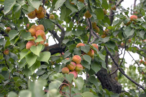 Morela zwyczajna (Prunus armeniaca)