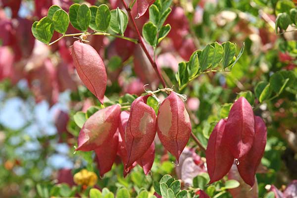 Moszenki południowe (Colutea arborescens)