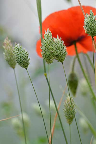 Mozga kanaryjska, kanarkowe siemię (Phalaris canariensis)