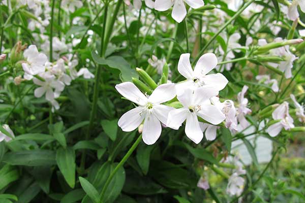 Mydlnica lekarska (Saponaria officinalis)