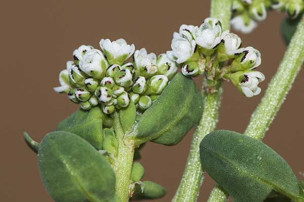 Nabrzeżyca nadrzeczna (Corrigiola litoralis)