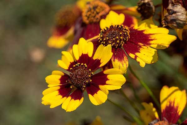 Nachyłek barwierski (Coreopsis tinctoria)