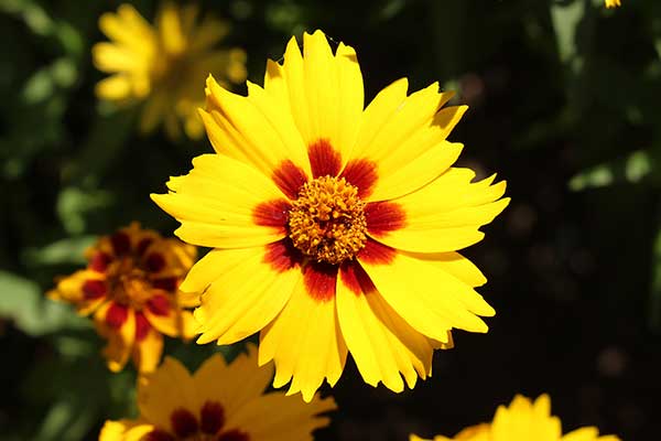 Nachyłek lancetowaty (Coreopsis lanceolata)