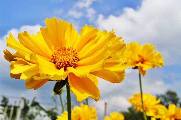 Nachyłek wielkokwiatowy (Coreopsis grandiflora)