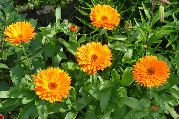 Nagietek lekarski (Calendula officinalis)