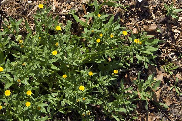 Nagietek polny (Calendula arvensis)