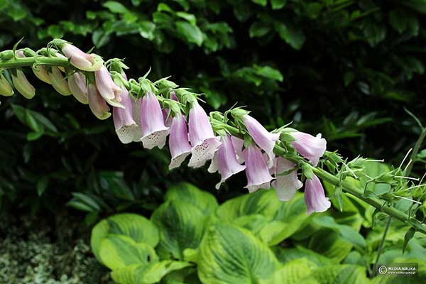 Naparstnica purpurowa (Digitalis purpura)