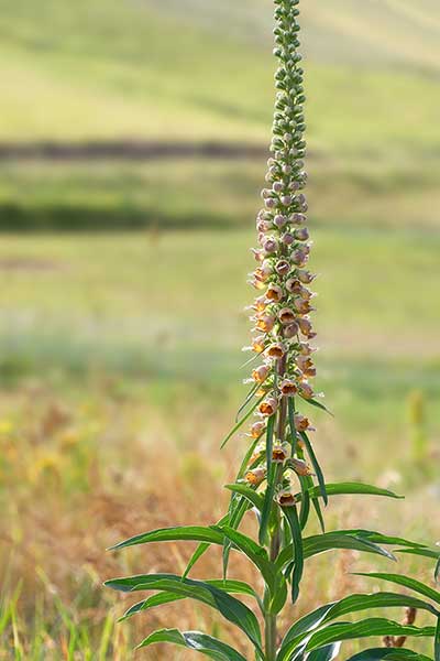 Naparstnica rdzawa (Digitalis ferruginea)