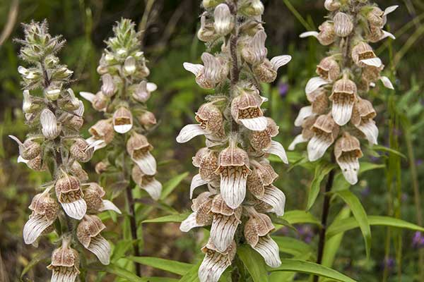 Naparstnica wełnista (Digitalis lanata)