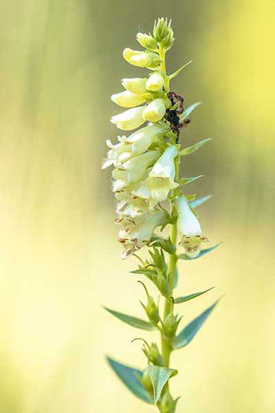 Naparstnica żółta (Digitalis lutea)