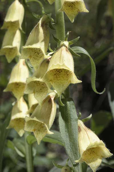 Naparstnica zwyczajna (Digitalis grandiflora)