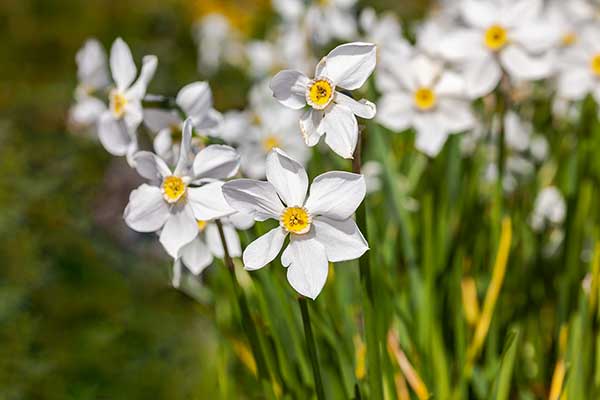 Narcyz biały, narcyz wonny (Narcissus poeticus)