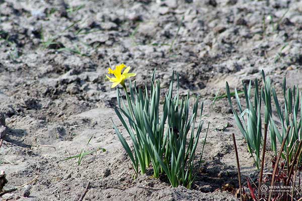 Narcyz trąbkowy (Narcissus pseudonarcissus)