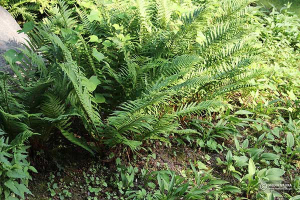 Narecznica samcza (Dryopteris filix-mas)