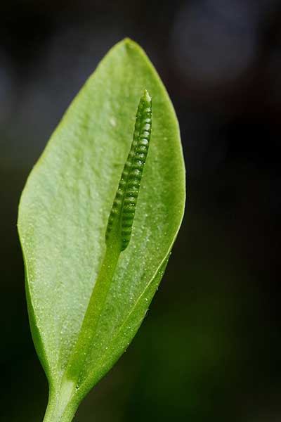 Nasięźrzał pospolity (Ophioglossum vulgatum)