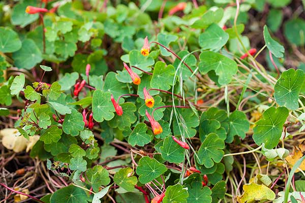 Nasturcja bulwiasta (Tropaeolum tuberosum)