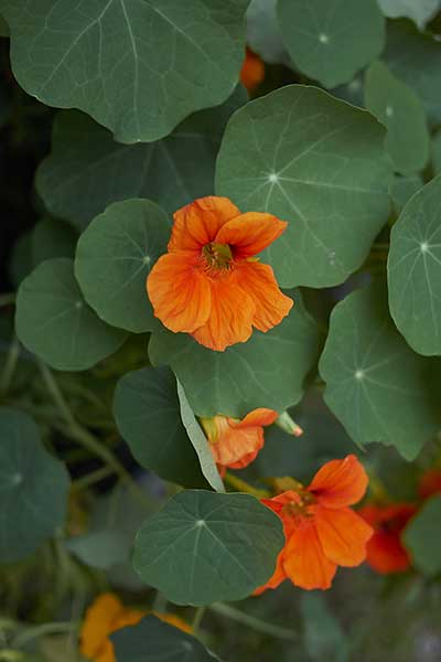 Nasturcja większa (Tropaeolum majus)