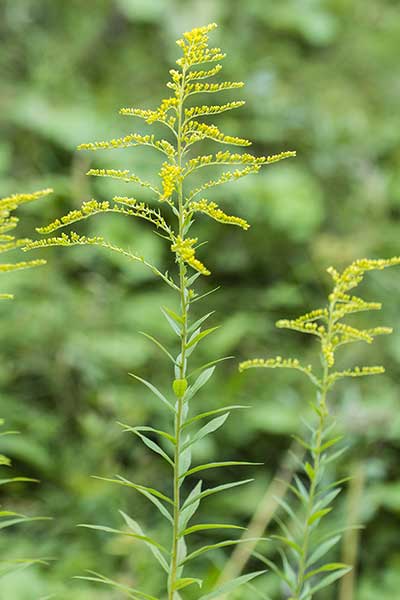 Nawłoć kanadyjska (Solidago canadensis)