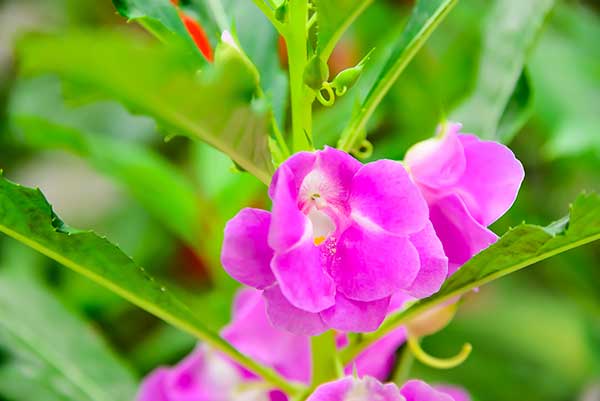 Niecierpek balsamina (Impatiens balsamina)