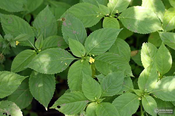 Niecierpek drobnokwiatowy (Impatiens parviflora)