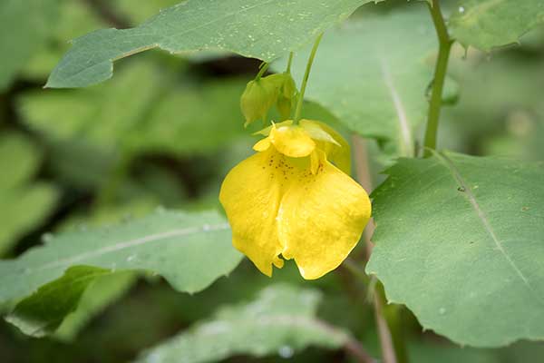 Niecierpek pospolity (Impatiens noli-tangere)