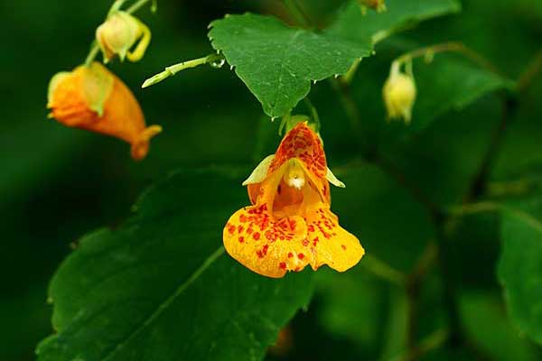 Niecierpek przylądkowy, niecierpek pomarańczowy (Impatiens capensis)