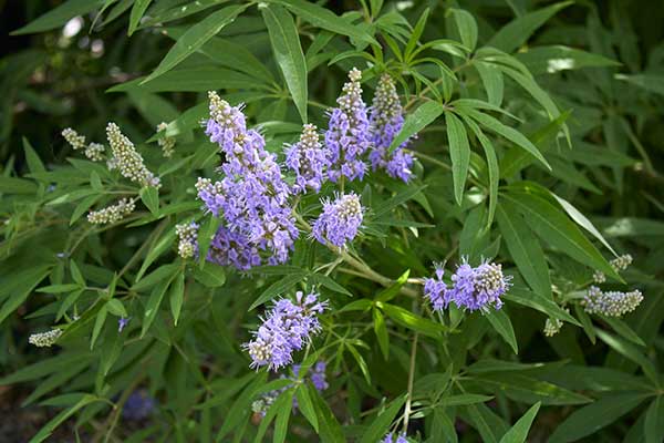 Niepokalanek zwyczajny, niepokalanek pospolity (Vitex agnus-castus)