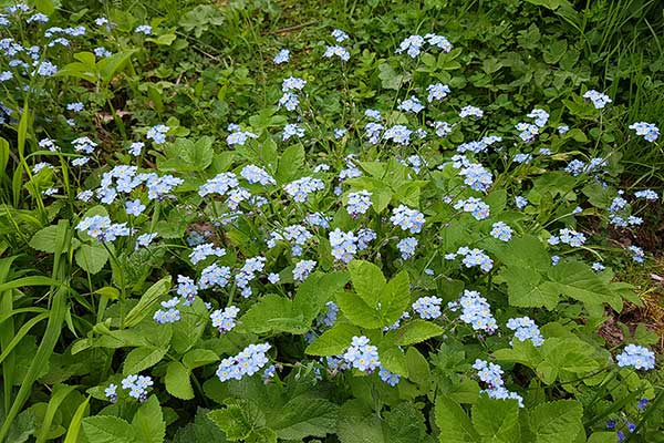 Niezapominajka leśna (Myosotis sylvatica)