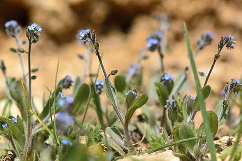 Niezapominajka pagórkowa (Myosotis ramosissima)