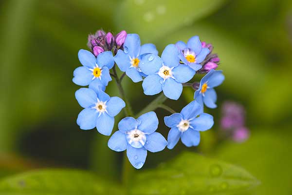 Niezapominajka polna (Myosotis arvensis)