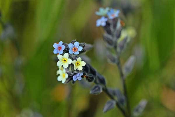 Niezapominajka różnobarwna (Myosotis discolor)