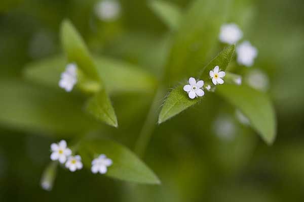 Niezapominajka skąpokwiatowa (Myosotis sparsiflora)