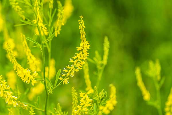 Nostrzyk żółty (Melilotus officinalis)