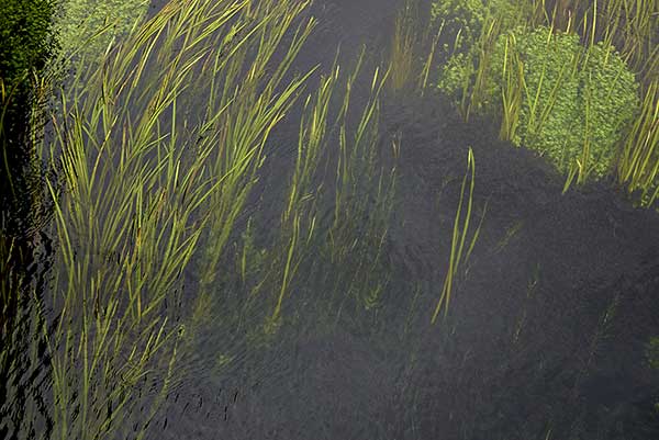 Nurzaniec śrubowy (Vallisneria spiralis)