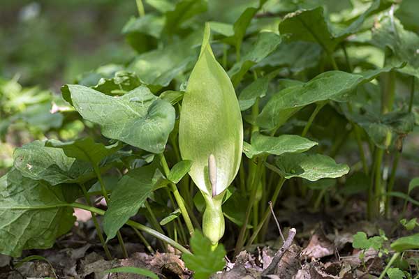 Obrazki plamiste (Arum maculatum)