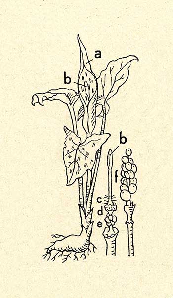 Obrazki wschodnie (Arum orientale)