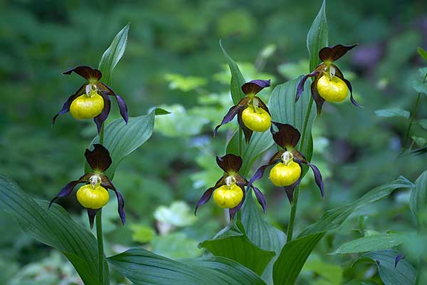 Obuwik pospolity (Cypripedium calceolus)