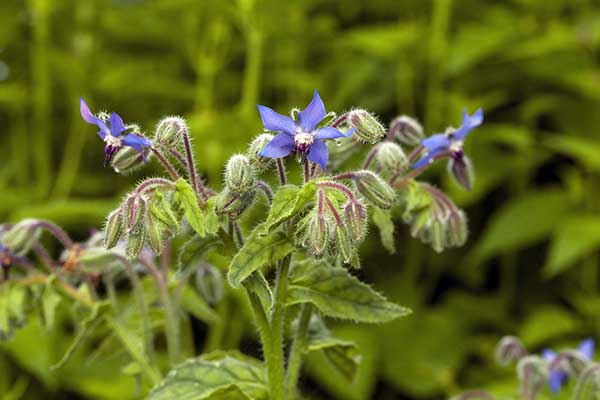 Ogórecznik lekarski (Borago officinalis)