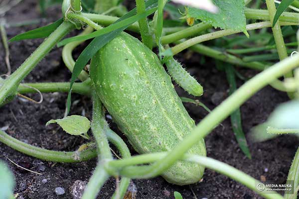 Ogórek (Cucumis sativus)