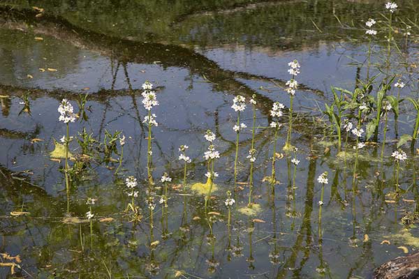 Okrężnica bagienna (Hottonia palustris)