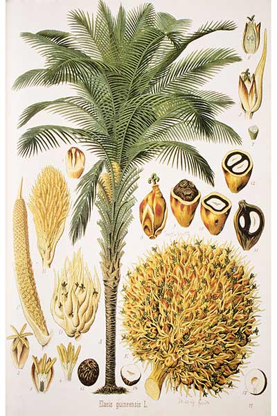 Olejowiec gwinejski, palma olejowa (Elaeis guineensis)