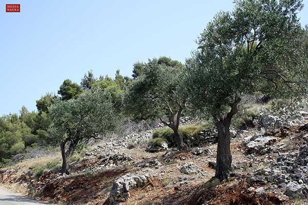 Oliwka europejska (Olea europaea)