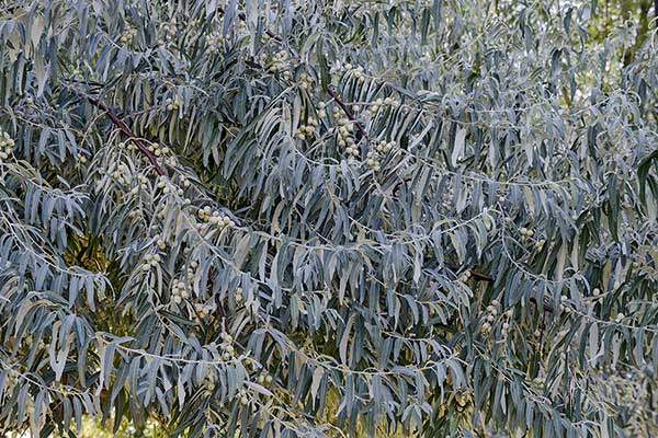 Oliwnik wąskolistny (Elaeagnus angustifolia)