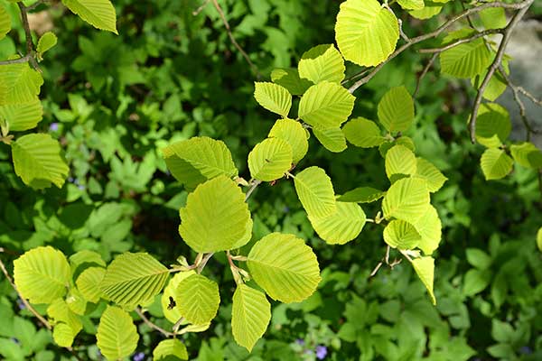 Olsza szara (Alnus incana)