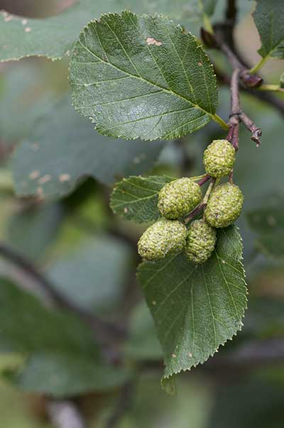 Olsza zielona, kosa olcha (Alnus viridis)