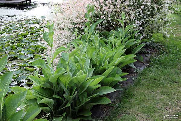 Oman wielki (Inula helenium)