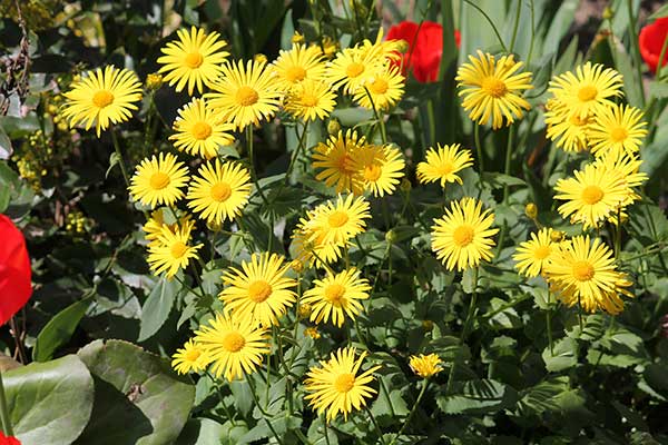 Omieg kaukaski, omieg wschodni (Doronicum orientale)